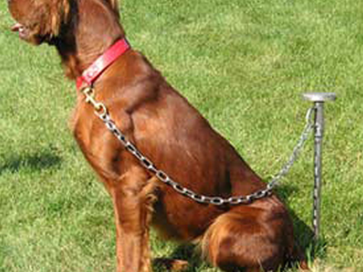 two dog tie out system