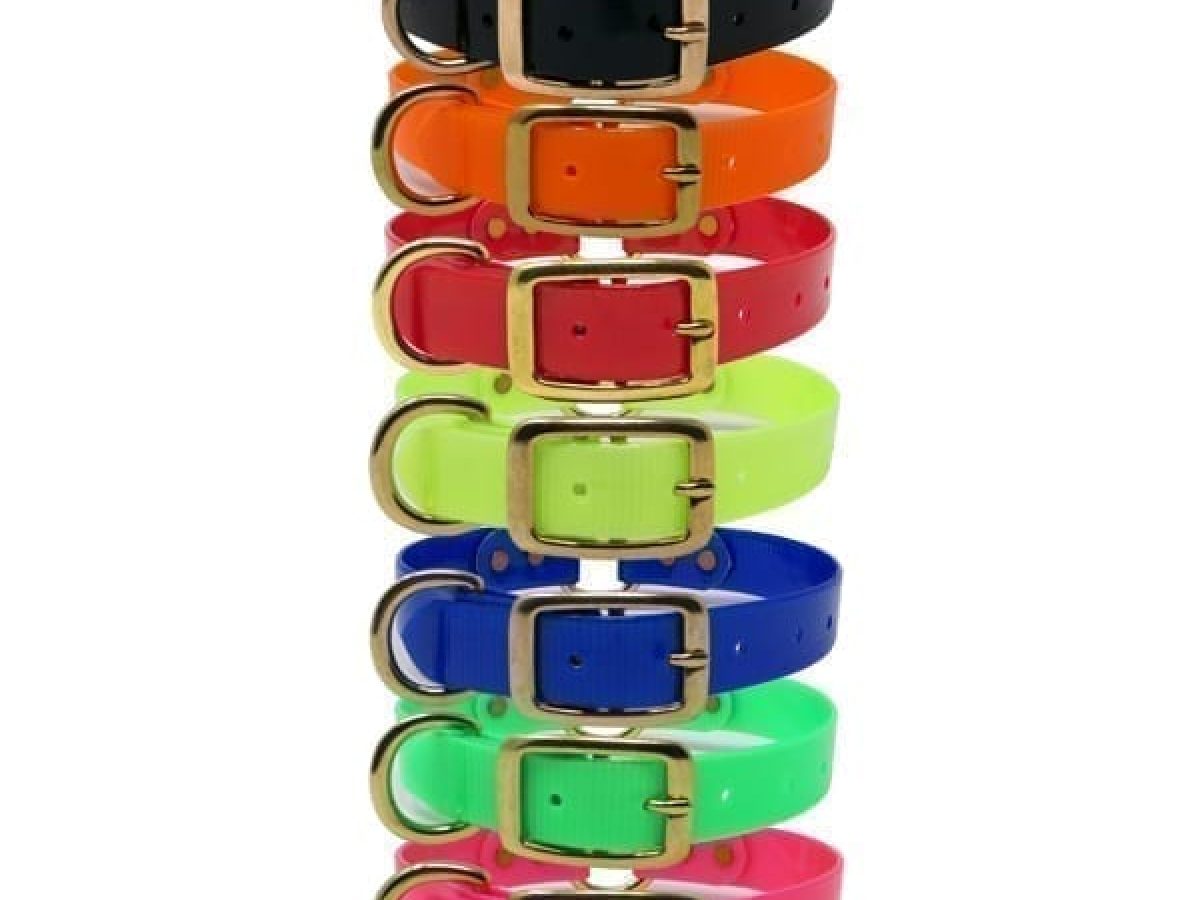 Day glow 2025 dog collars